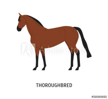 Thoroughbred horse flat vector illustration Thoroughbred horse flat vector illustration