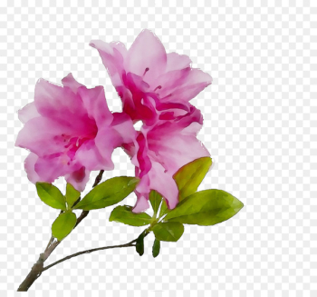 Thought Idea Azalea Hindi Image -  