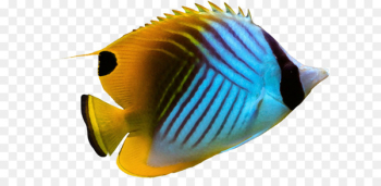 Threadfin butterflyfish Angelfish Pomacanthidae Aquarium - Seabed fish 