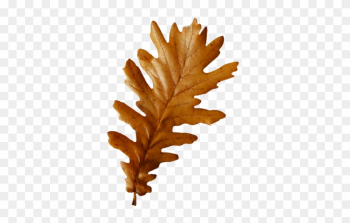 Three Autumn Leaves, Oak Leaf - Autumn Oak Leaf Png