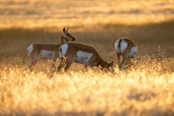 Three Brown-and-white Deer Grazing on Field Three Brown-and-white Deer Grazing on Field