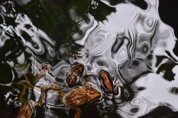 three brown frogs swim on body of water three brown frogs swim on body of water