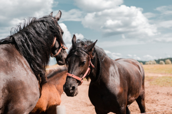 Three Brown Horses in Pasture Three Brown Horses in Pasture