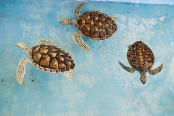 Three Brown Turtles Three Brown Turtles