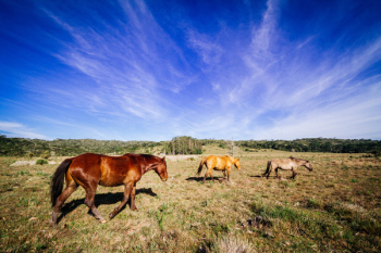 Three Brown, Yellow, and Gray Horses at Field Three Brown, Yellow, and Gray Horses at Field