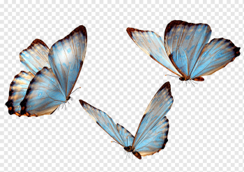 three butterflies, Butterfly, butterfly, butterfly Group, insects, symmetry png