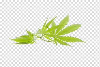 Three cannabis leaves, Cannabis Marijuana Leaf, Cannabis leaves transparent background PNG clipart