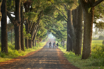 Three Children Riding Bicycles Three Children Riding Bicycles