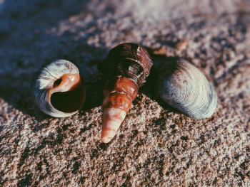 Three Gray Seashells Three Gray Seashells