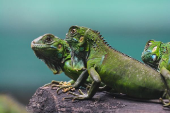 three green bearded dragons three green bearded dragons