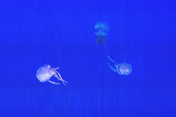 Three Jellyfish Three Jellyfish