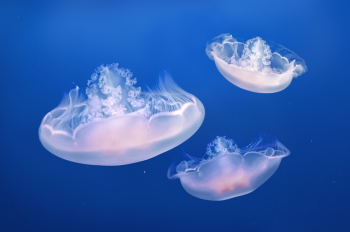 Three Jellyfishes Three Jellyfishes