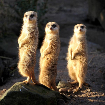 three_meerkats.jpg three_meerkats.jpg