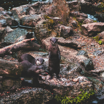 Three Otters Three Otters