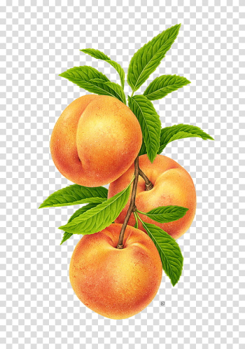 Three peach fruits transparent background PNG clipart