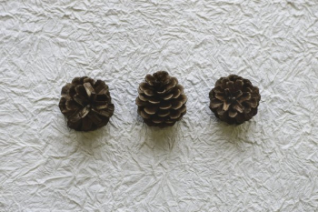 Three Pine Cones On Crinkled Paper Three Pine Cones On Crinkled Paper
