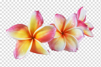 Three pink-and-yellow plumeria flowers, Frangipani Flower Euclidean Watercolor painting, Pretty frangipani pull material Free transparent background PNG clipart