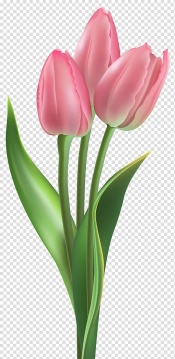 Three pink flowers, Tulip Flower Pink , Soft Pink Tulips transparent background PNG clipart