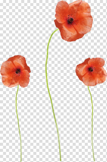 Three pink poppy flowers, Common poppy Flower, Red poppy flowers transparent background PNG clipart