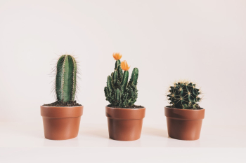 Three Potted Cactus Plants Three Potted Cactus Plants