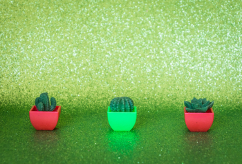Three Potted Succulent Plants Three Potted Succulent Plants