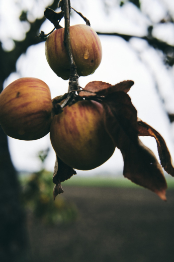 Three Red Apples Three Red Apples