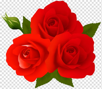 Three red roses, Garden roses Centifolia roses , Roses transparent background PNG clipart