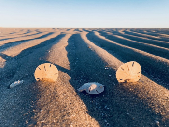 Three Sand Dollars on Sand Three Sand Dollars on Sand