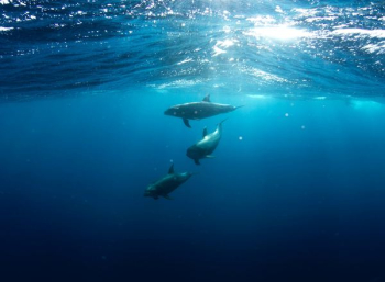 three shark underwater three shark underwater