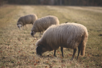 Three Sheep Eating Grass Three Sheep Eating Grass