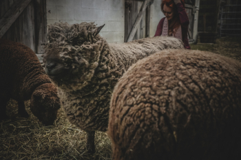 Three Sheep in Barn Three Sheep in Barn