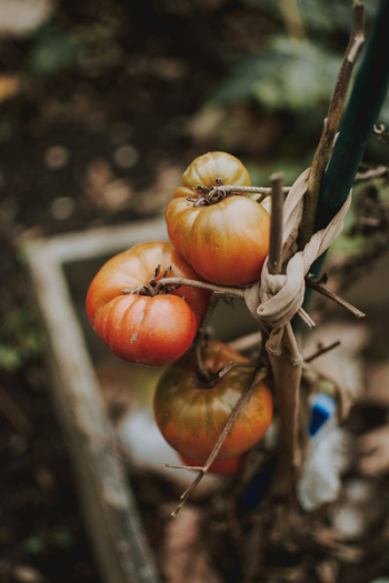 Three Tomatoes Three Tomatoes