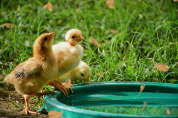 Three Yellow Chicks Three Yellow Chicks