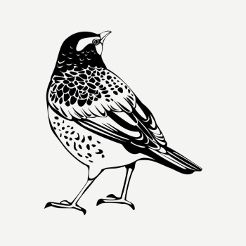 Thrush bird clipart, vintage animal | Free PSD Illustration - rawpixel Thrush bird clipart, vintage animal | Free PSD Illustration - rawpixel