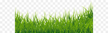 Thumbnail Clip art - Grass Clipart Picture Thumbnail Clip art - Grass Clipart Picture