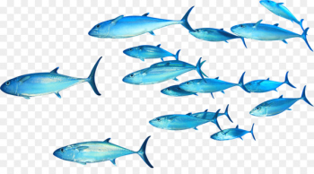 Thunnus Fish Clip art - swimming fish 