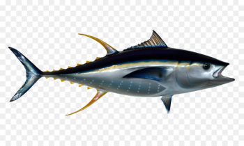 Thunnus Fish - Tuna Fish 