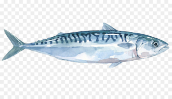 Thunnus Mackerel Sardine Fish products Salmon - fish Thunnus Mackerel Sardine Fish products Salmon - fish