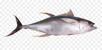 Thunnus Seafood Oily fish Yellowfin tuna - tuna 