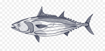 Thunnus Swordfish Line art Skipjack tuna - tuna Fish 