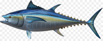 Thunnus Swordfish Mackerel Oily fish Milkfish - tuna steak 