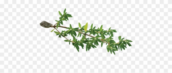 Thyme-leaf - Thyme Leaf Png