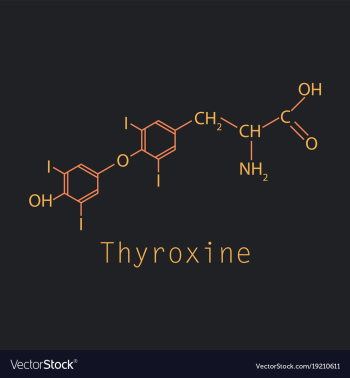 Thyroxine t4 levothyroxine thyroid hormone vector image Thyroxine t4 levothyroxine thyroid hormone vector image