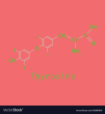 Thyroxine t4 levothyroxine thyroid hormone vector image Thyroxine t4 levothyroxine thyroid hormone vector image