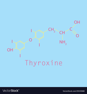 Thyroxine t4 levothyroxine thyroid hormone vector image Thyroxine t4 levothyroxine thyroid hormone vector image