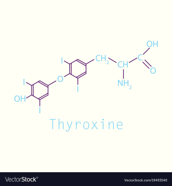 Thyroxine t4 levothyroxine thyroid hormone vector image Thyroxine t4 levothyroxine thyroid hormone vector image