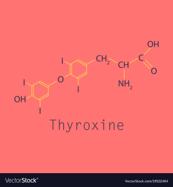 Thyroxine t4 levothyroxine thyroid hormone vector image Thyroxine t4 levothyroxine thyroid hormone vector image