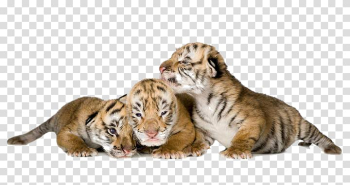 Tiger Animal, Three small tiger transparent background PNG clipart