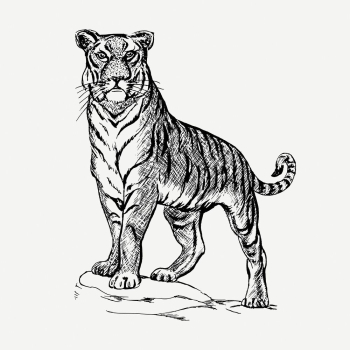 Tiger, bw animal illustration psd. | Free PSD Illustration - rawpixel