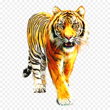 Tiger, Cat, Whiskers, Vertebrate PNG Tiger, Cat, Whiskers, Vertebrate PNG